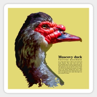 Muscovy duck head black text Magnet